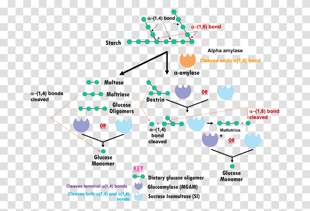 Mechanism Of Action Of Alpha Amylase, Pac Man Transparent Png