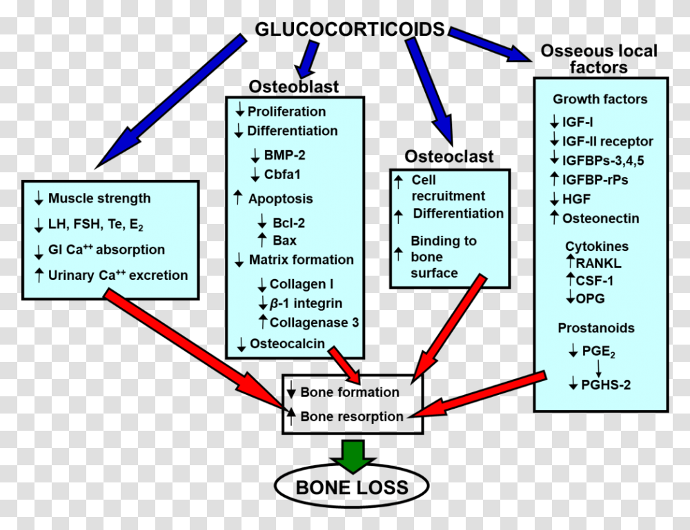 Mechanism Of Steroid Induced Osteoporosis, Plot, Diagram, Flyer Transparent Png