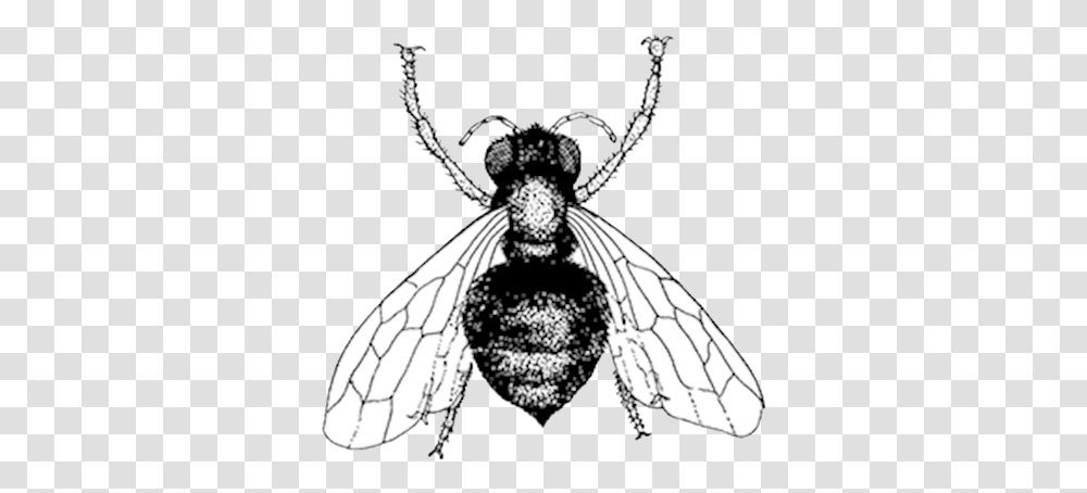 Media Gallery Bee, Insect, Invertebrate, Animal, Wasp Transparent Png