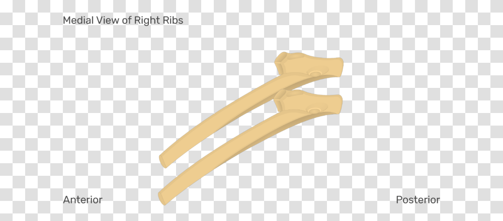 Medial View Of The Right Ribs Rib Get Body Smart, Sweets, Food, Confectionery, Slingshot Transparent Png
