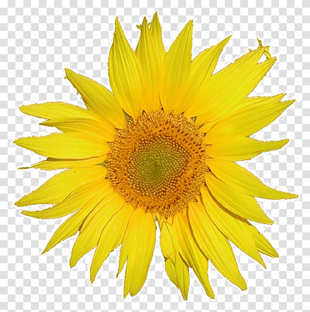 Mediawiki Logo Sunflower Tournesol 5x Rev2 Mediawiki Logo, Plant, Blossom Transparent Png