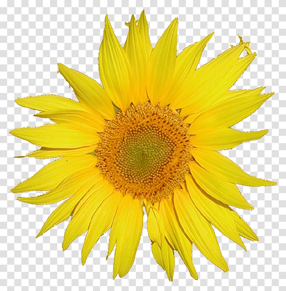 Mediawiki Logo Sunflower Tournesol Single Flower, Plant, Blossom, Daisy, Daisies Transparent Png