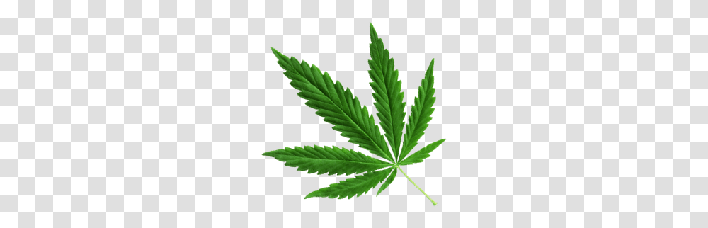 Medical Cannabis Packaging Gt Shiny Sunshine, Plant, Hemp, Weed, Leaf Transparent Png