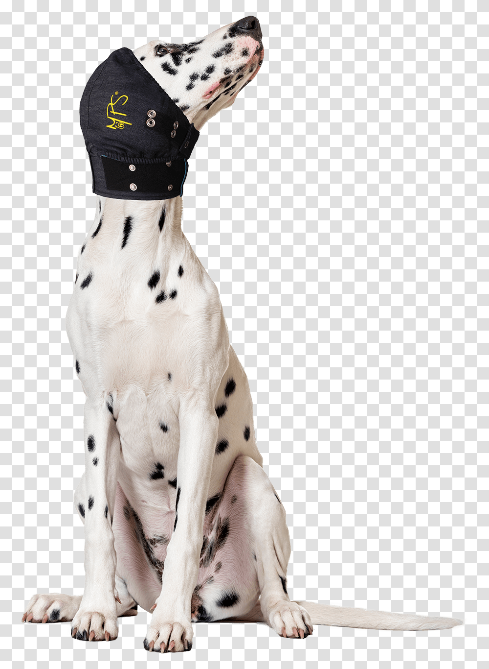Medical Head Cover Dogs, Pet, Animal, Canine, Mammal Transparent Png