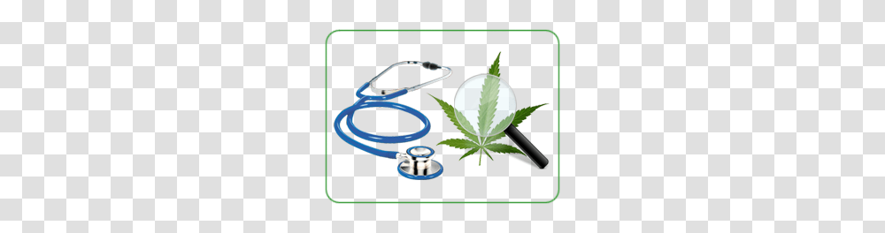 Medical Marijuana Weed List Buy Weed Online Canada, Plant, Aloe, Crib, Furniture Transparent Png