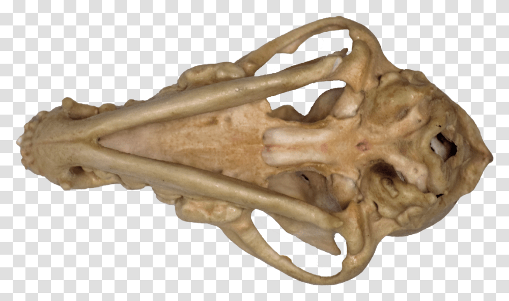 Medical Printing 3d Systems Projet 460 Plus Bone, Jaw, Lobster, Seafood, Sea Life Transparent Png