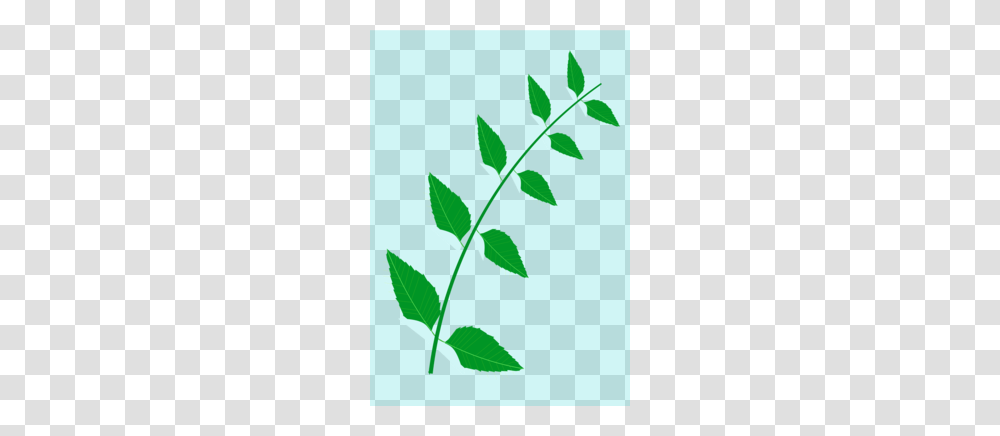 Medicinal Plants Clipart, Leaf, Green, Flower, Blossom Transparent Png