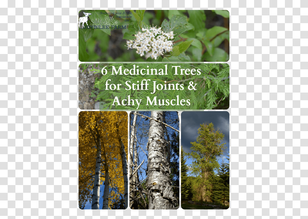 Medicinal Trees, Plant, Conifer, Birch Transparent Png