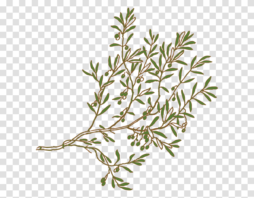 Mediterranean Clipart Olive Tree Branch Olive Tree Branch Drawing, Plant, Flower, Blossom, Outdoors Transparent Png