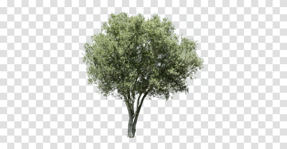 Mediterranean Trees Background Olive Tree, Plant, Tree Trunk, Oak, Person Transparent Png
