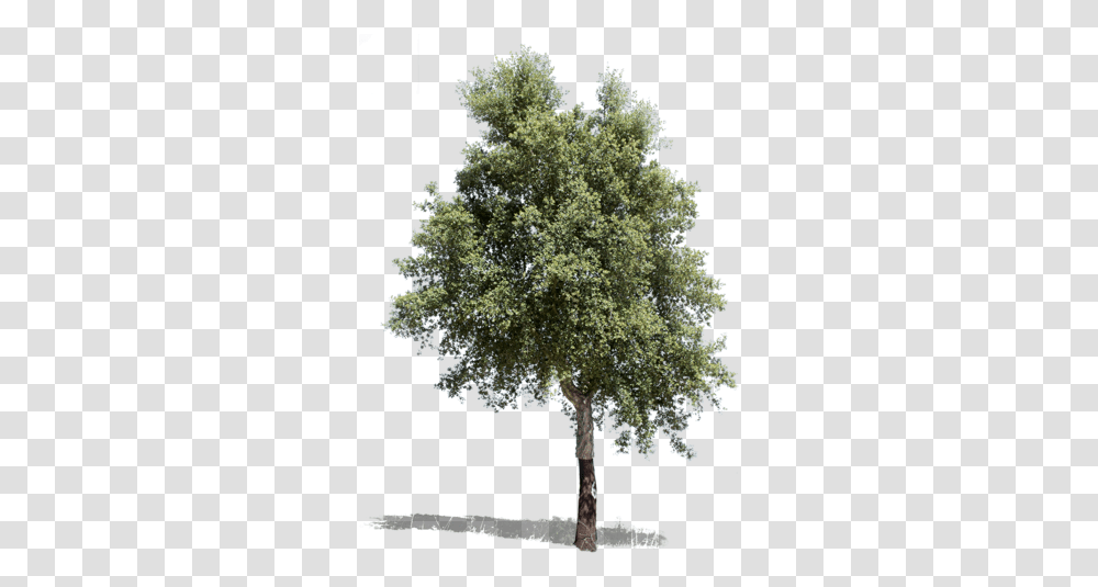 Mediterranean Trees Isolated Forest Tree, Plant, Flower, Blossom, Bush Transparent Png