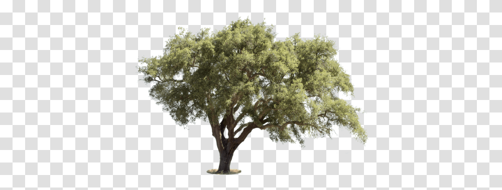 Mediterranean Trees Mediterranean Trees, Plant, Tree Trunk, Oak, Bush Transparent Png