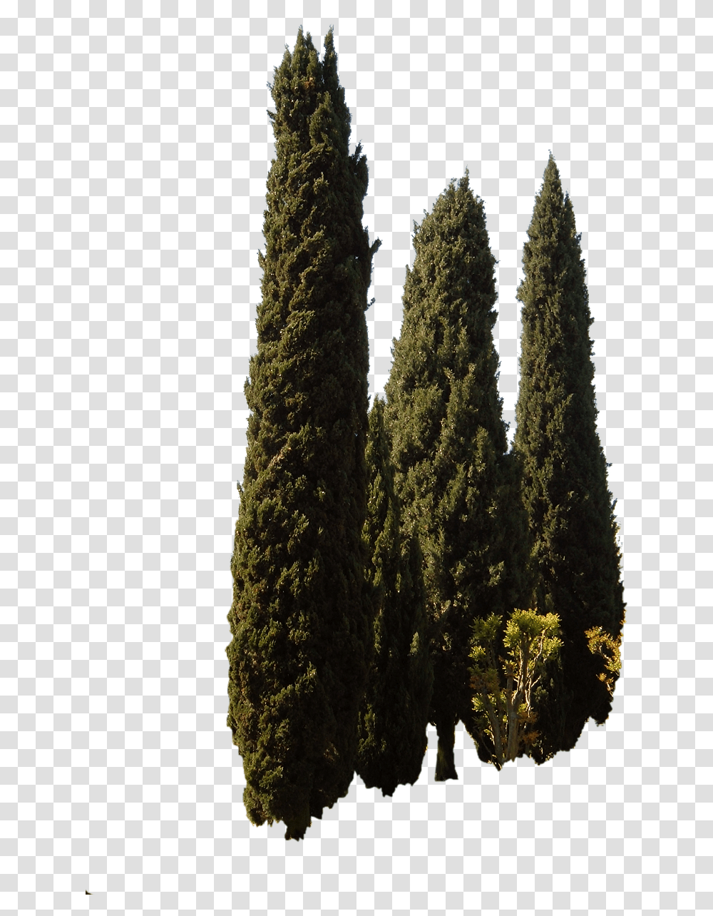 Mediterranean Trees, Plant, Fir, Abies, Conifer Transparent Png