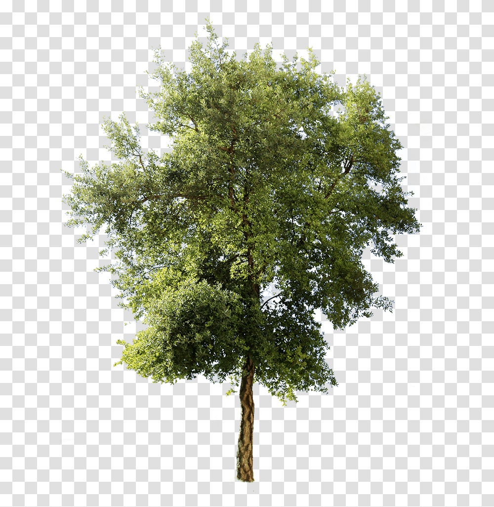 Mediterranean Trees, Plant, Tree Trunk, Flower, Potted Plant Transparent Png