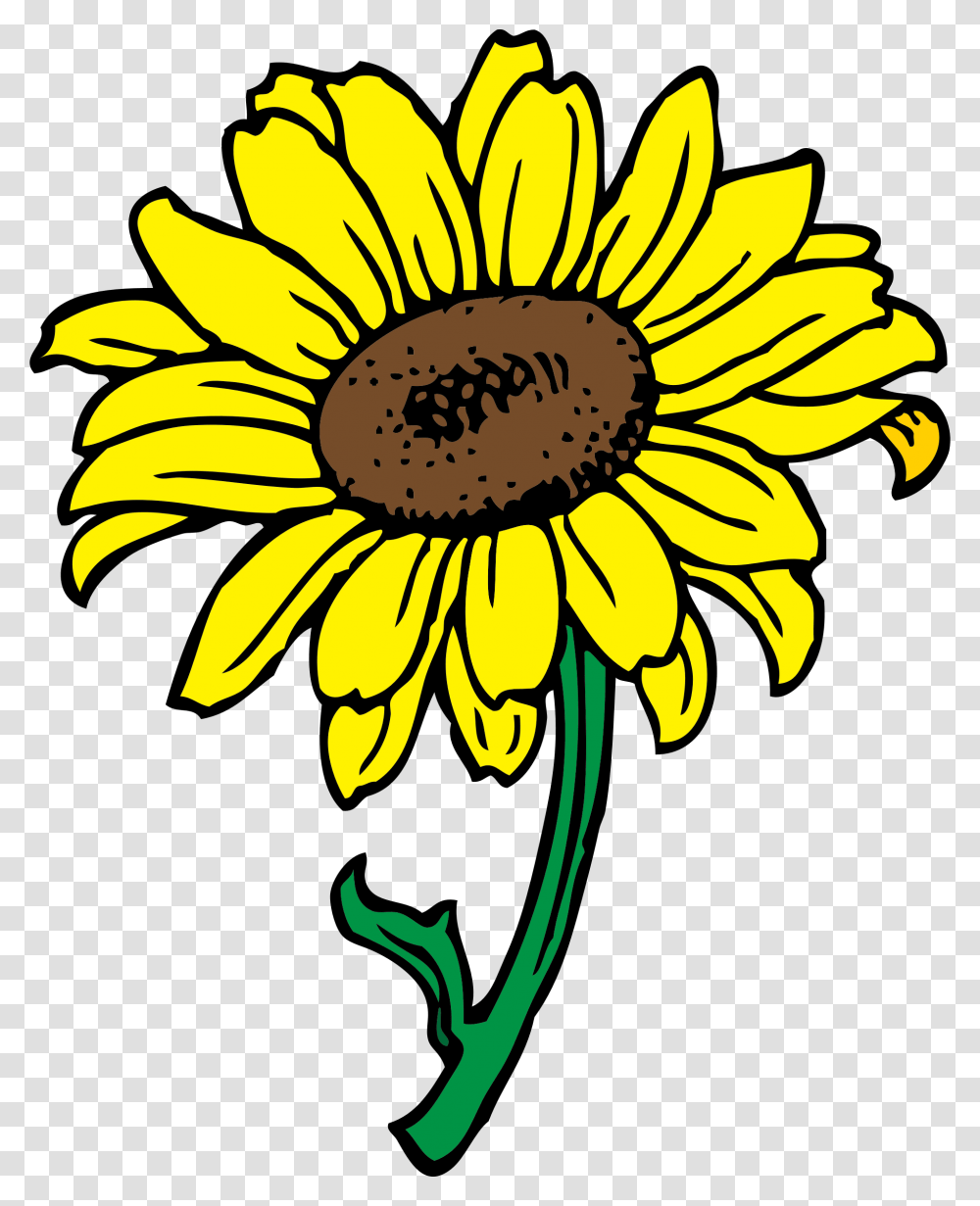 Medium Image Sunflower Flower Clip Art, Plant, Blossom, Daisy, Daisies Transparent Png