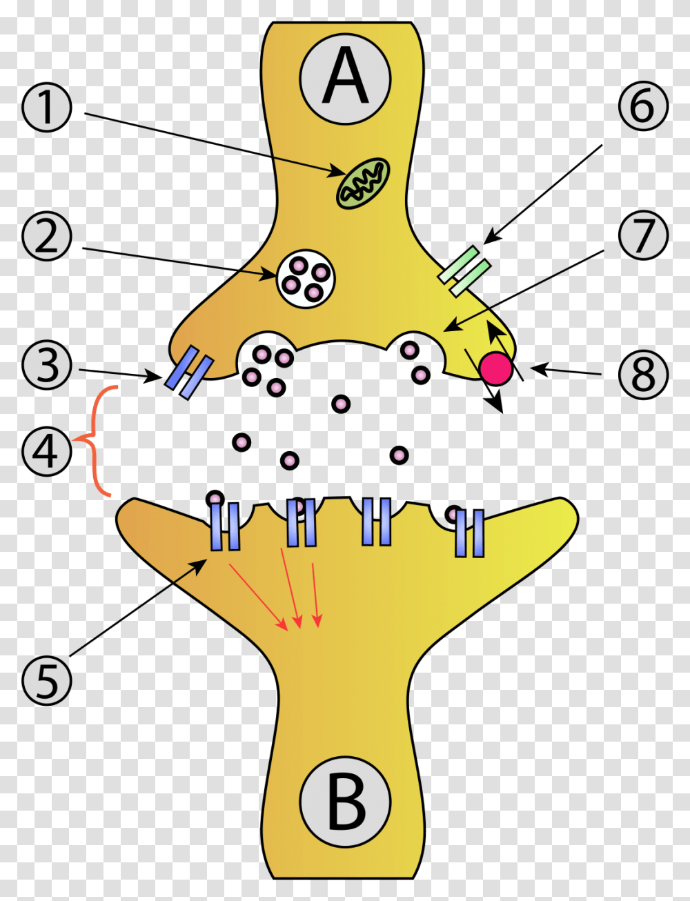 Medium Resolution Of Complete Empty Animal Cell Diagram, Leisure Activities Transparent Png