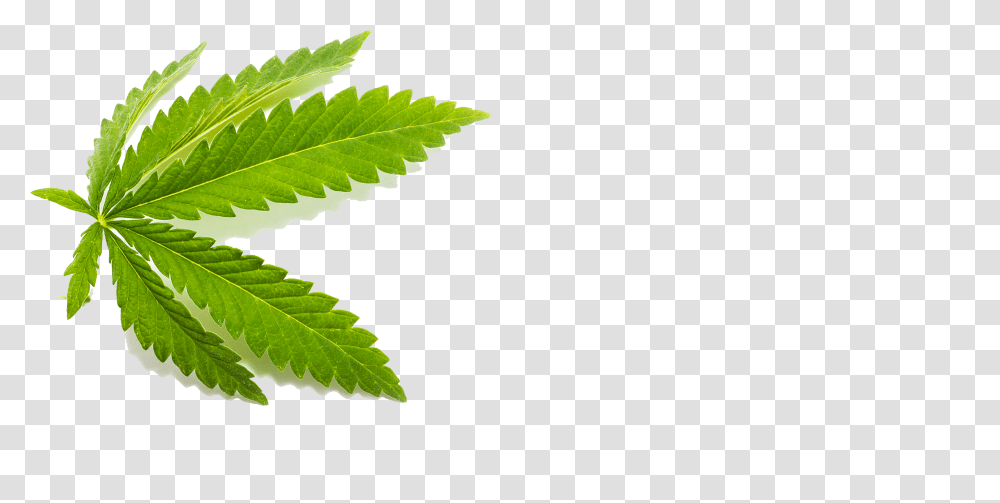 Medterra Cbd - The Best Cannabis Product Line Review Hemp Leaf Transparent Png