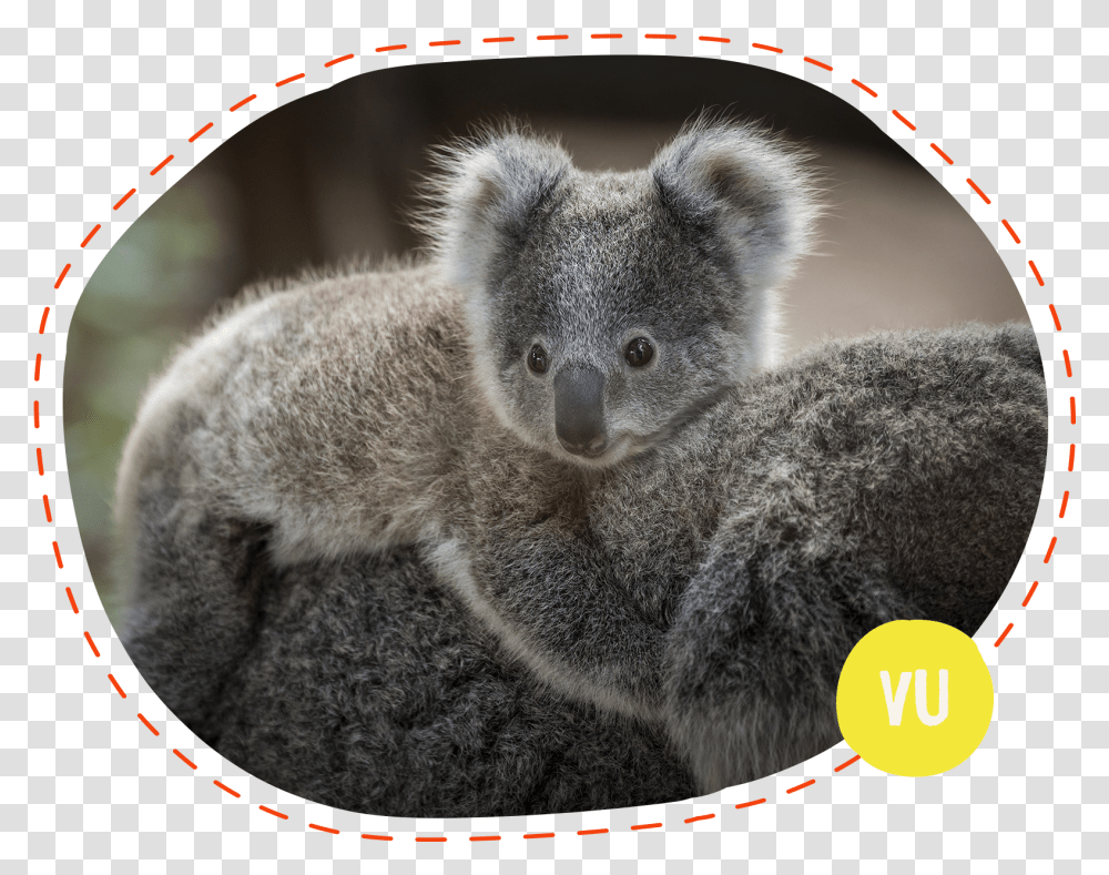 Medvdek Koala, Wildlife, Animal, Mammal, Cat Transparent Png