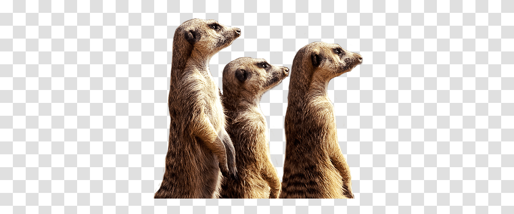 Meerkat 4 Image Meerkats, Wildlife, Animal, Mammal, Bear Transparent Png