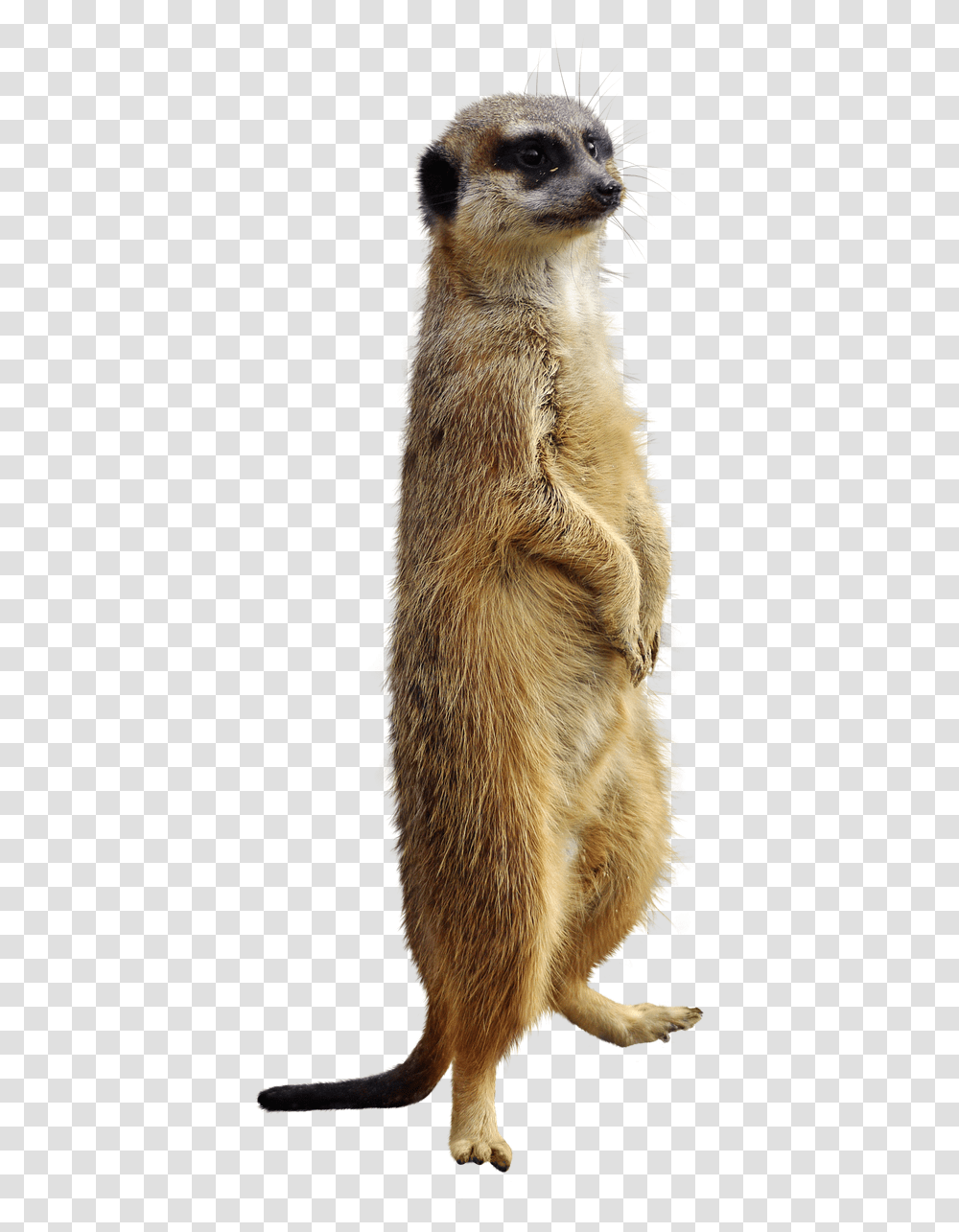 Meerkat Animal Isolated Free Photo On Pixabay Suricata, Wildlife, Mammal, Bird, Pet Transparent Png