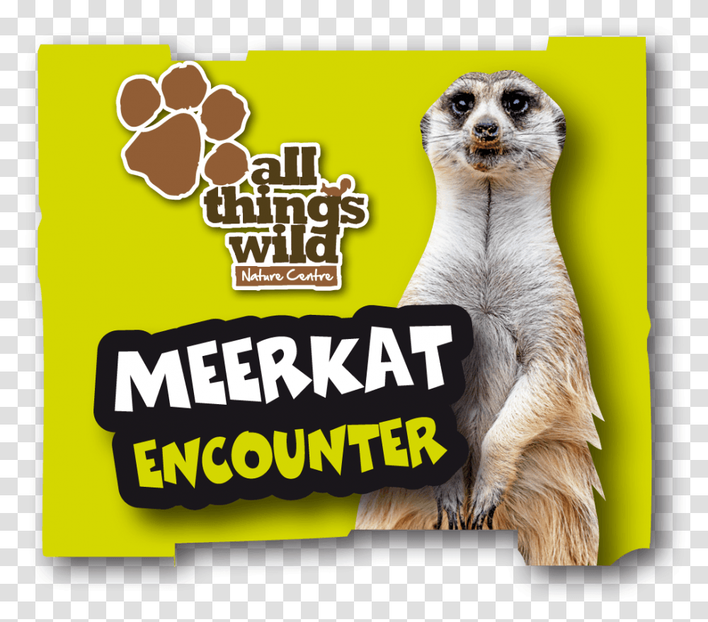 Meerkat Encounter All Things Wild, Mammal, Animal, Dog, Pet Transparent Png