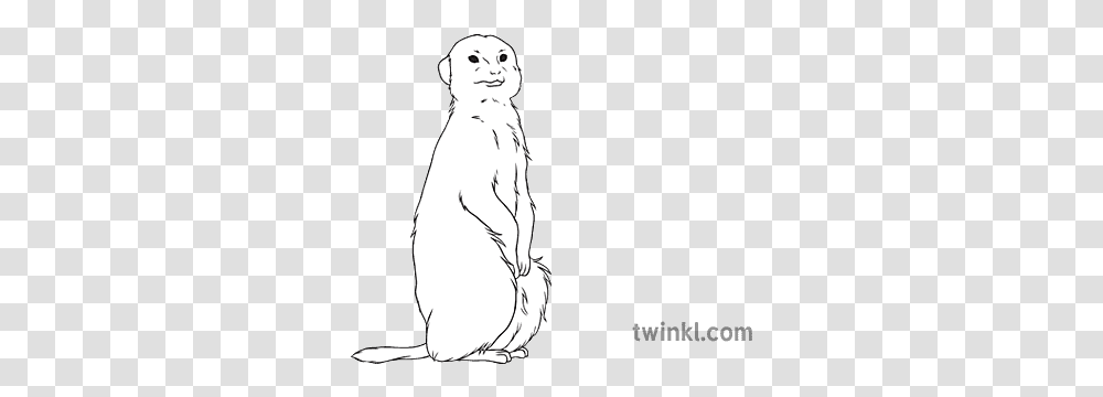 Meerkat General Animal Secondary Black Language, Standing, Person, Kneeling, Mammal Transparent Png