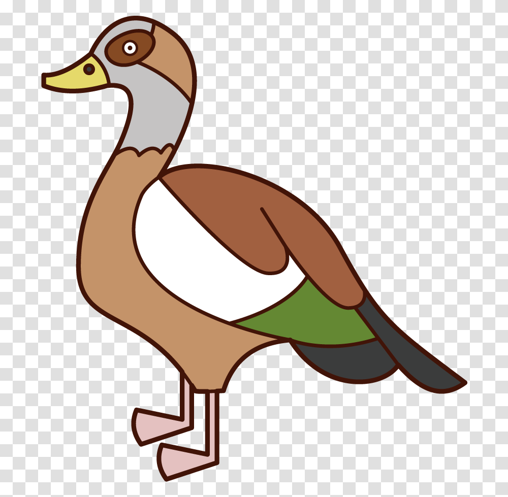 Meerkat Illustration Free Materials Kukukeke Animal Figure, Duck, Bird, Goose, Waterfowl Transparent Png