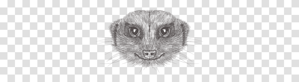 Meerkat Illustration Sketch, Animal, Mammal, Rodent, Snout Transparent Png