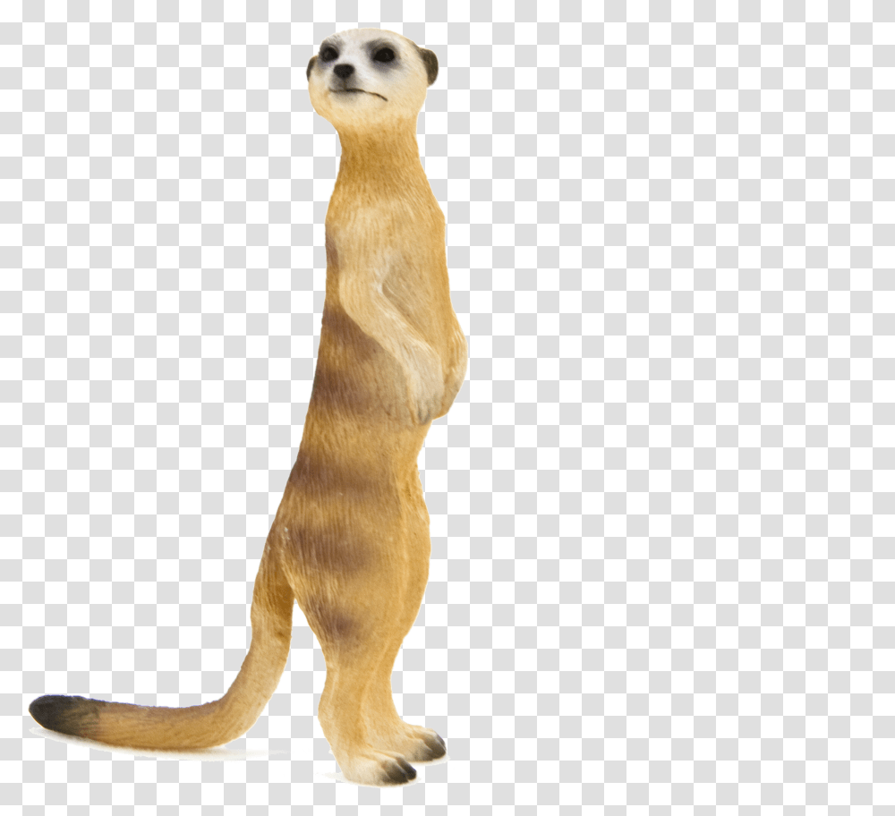 Meerkat, Mammal, Animal, Wildlife, Standing Transparent Png