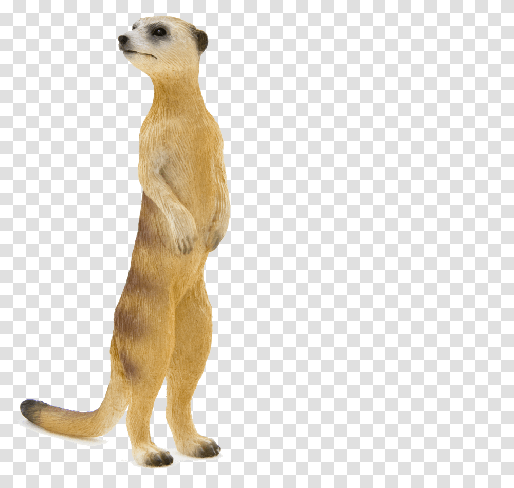 Meerkat, Standing, Mammal, Animal, Bird Transparent Png
