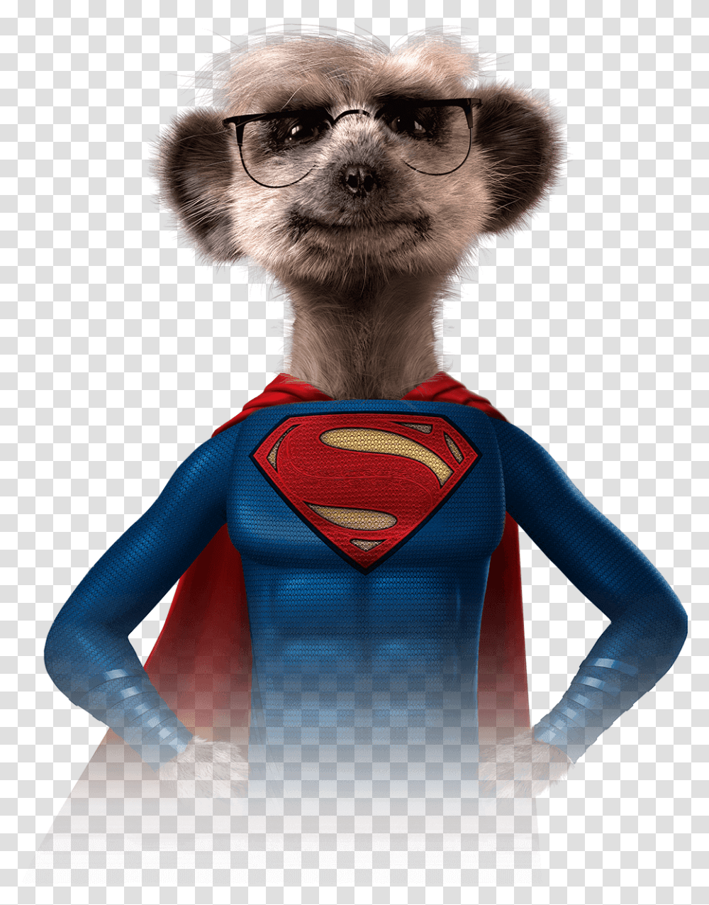 Meerkat Superhero, Animal, Mammal, Person, Human Transparent Png