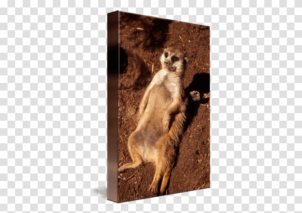 Meerkat, Wildlife, Mammal, Animal, Bear Transparent Png