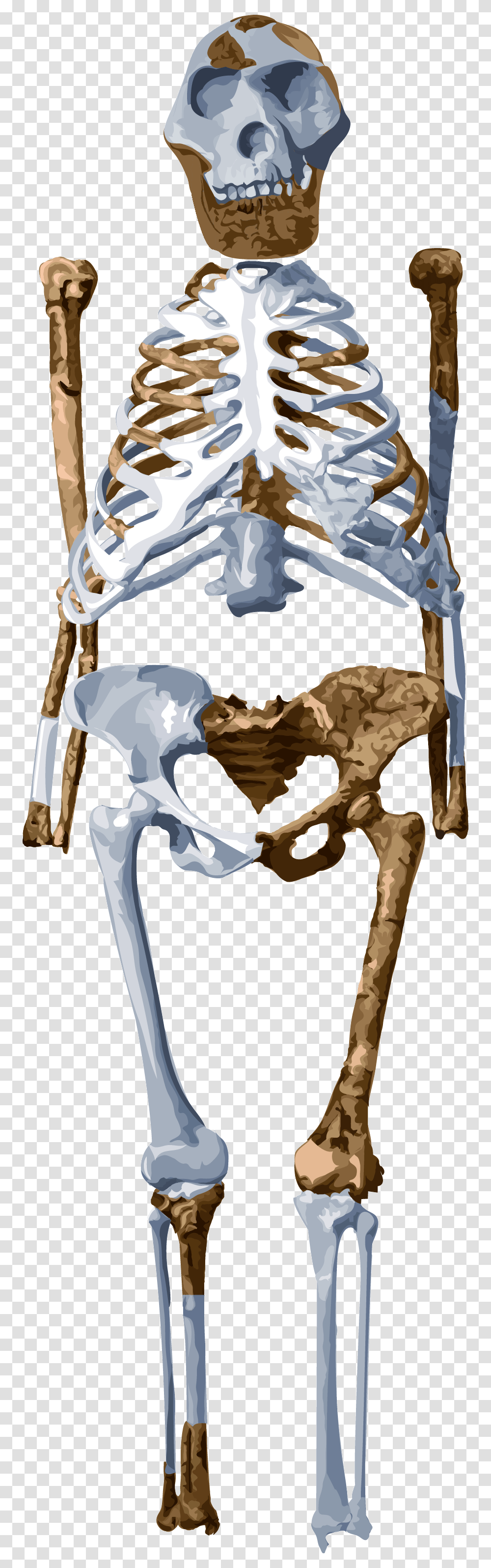 Meet Lucy Australopithecus Afarensis Lucy, Bow, Skeleton, Hip, Jaw Transparent Png