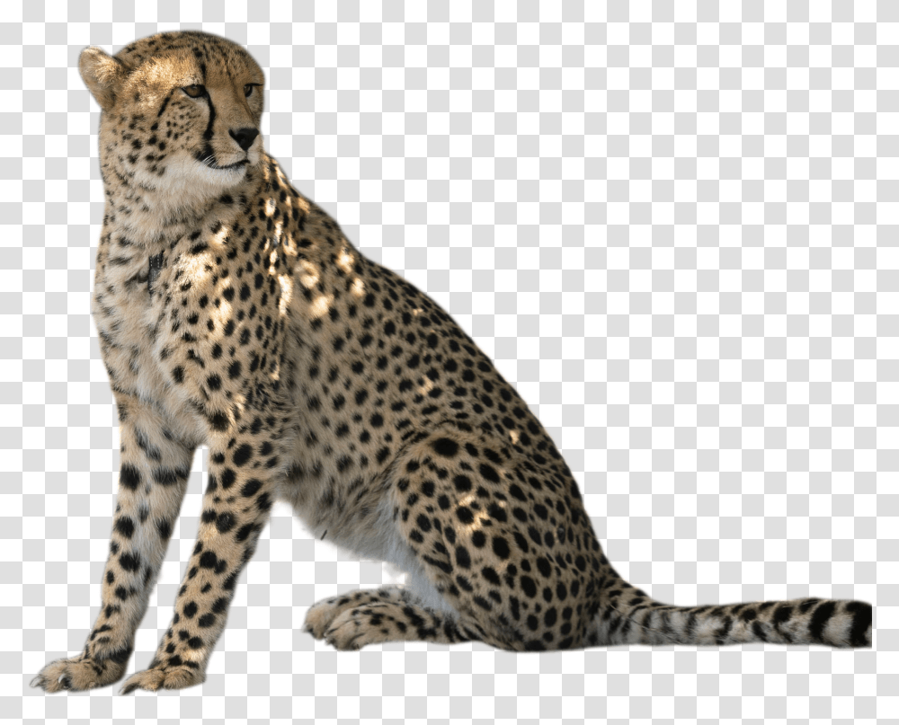 Meet Solo And Zama Cheetah, Wildlife, Mammal, Animal, Panther Transparent Png