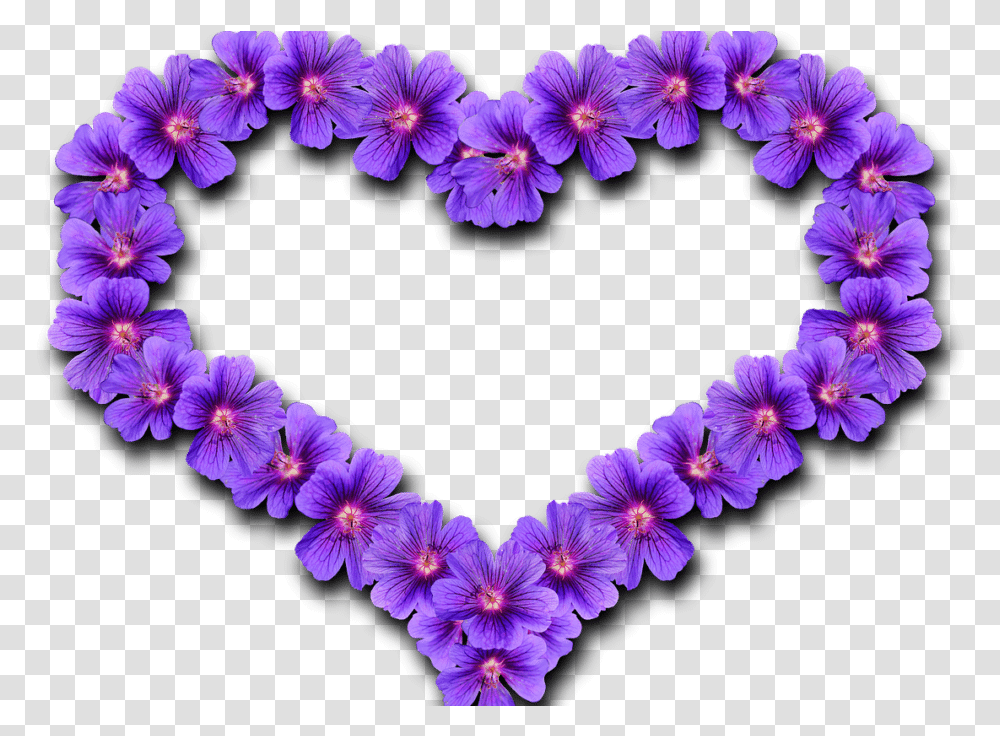 Meet Spanky Our First Ever Purple Heart Pet Love Purple Heart, Plant, Geranium, Flower, Blossom Transparent Png