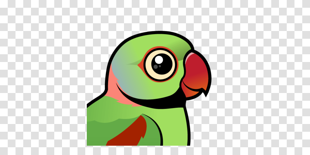 Meet The Cute Alexandrine Parakeet, Animal, Green, Bird, Parrot Transparent Png