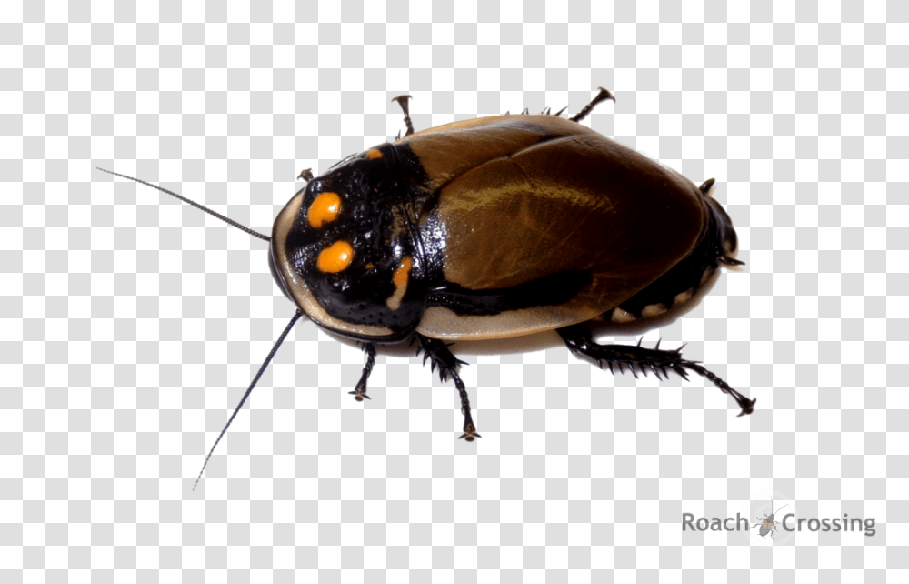 Mega Glowspot Roach, Insect, Invertebrate, Animal, Cockroach Transparent Png