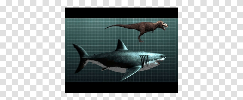 Megalodon Fossil Shark Teeth, Sea Life, Fish, Animal, Reptile Transparent Png