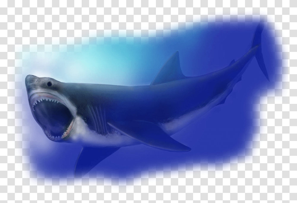 Megalodon Megalodon Shark Compared To Great, Sea Life, Fish, Animal, Manta Ray Transparent Png