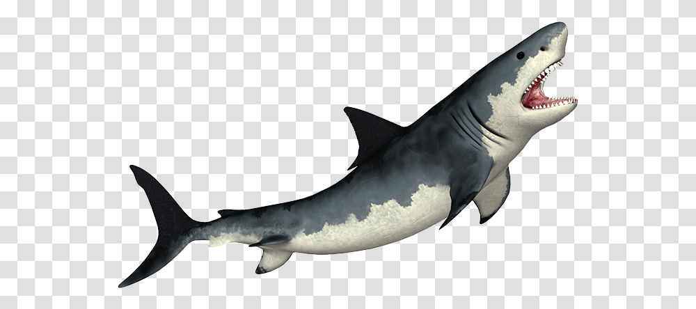 Megalodon Shark, Sea Life, Animal, Fish, Great White Shark Transparent Png