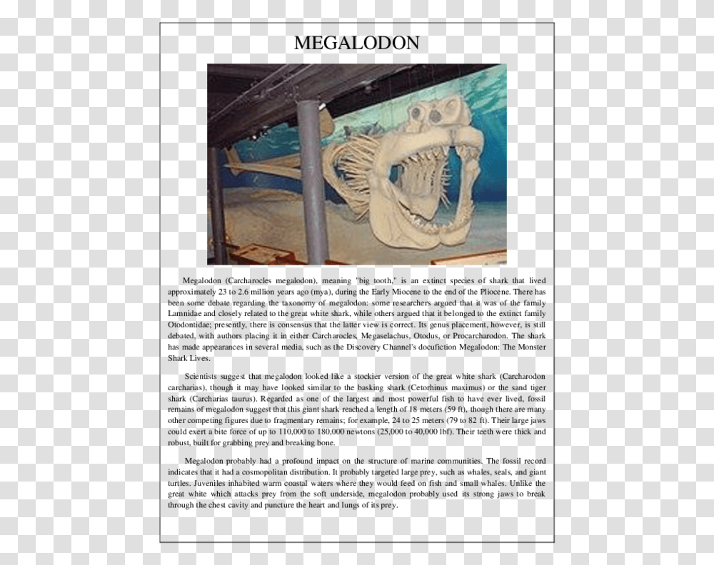 Megalodon Skeleton, Interior Design, Indoors, Animal, Dinosaur Transparent Png