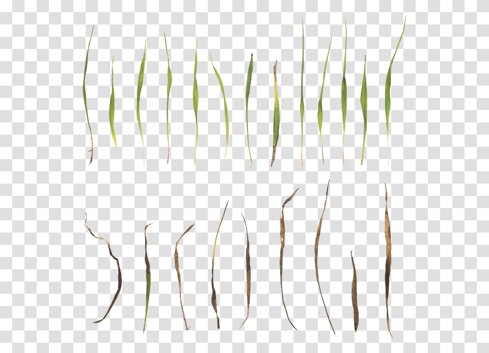 Megascan Grass, Plant, Root, Tree Transparent Png