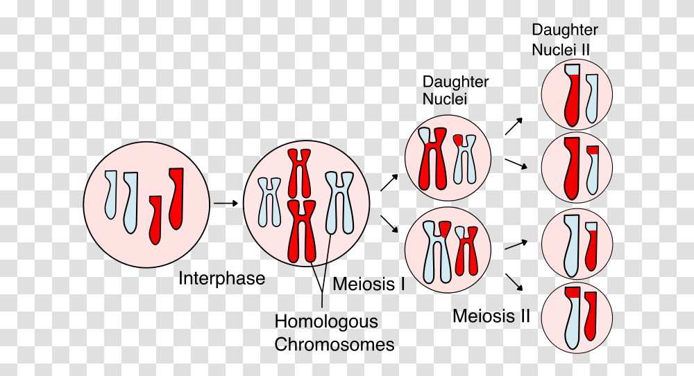 Meiosis Science, Hand, Fork, Cutlery, Weapon Transparent Png