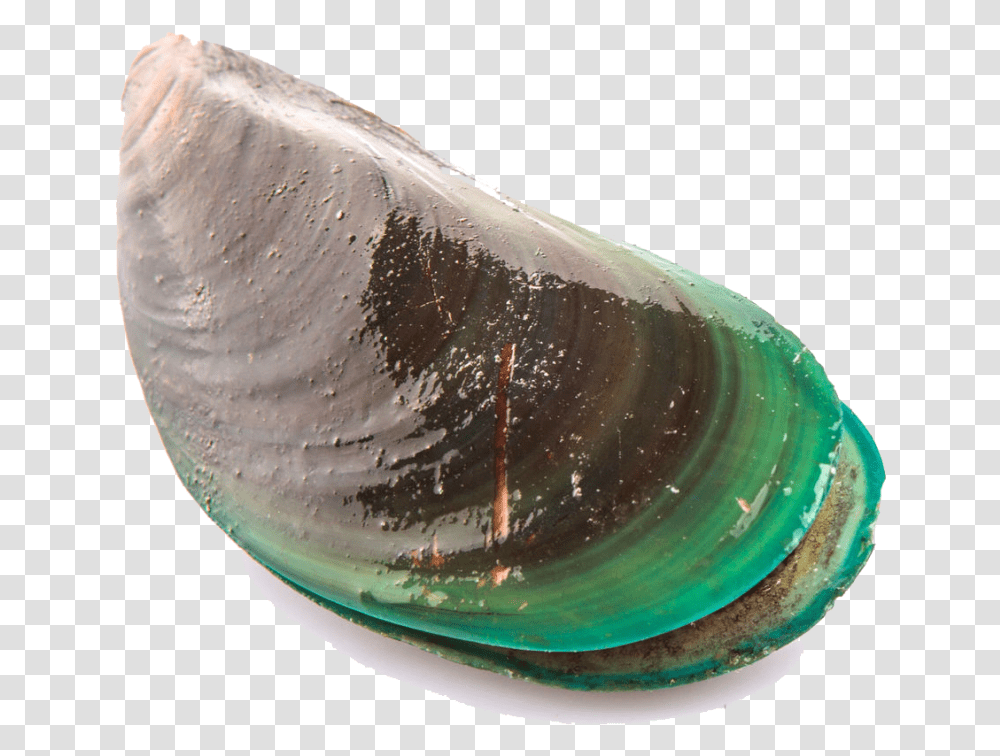 Mejillon Blanco, Seashell, Invertebrate, Sea Life, Animal Transparent Png