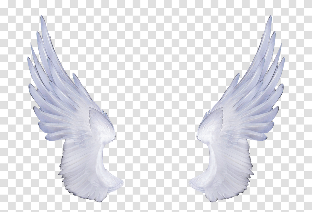 Melek Kanad, Bird, Animal, Dove, Pigeon Transparent Png