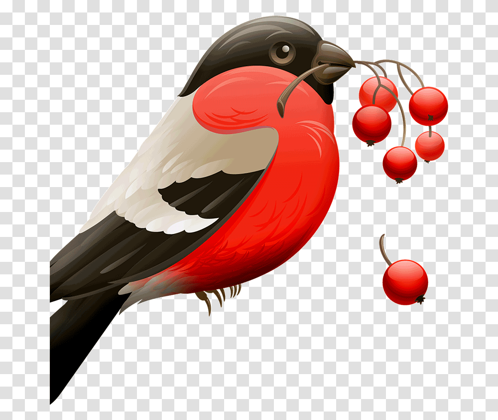 Melhores Aplicativos Para Remover Fundo De Imagens Red Robin Birds, Finch, Animal, Beak, Cardinal Transparent Png