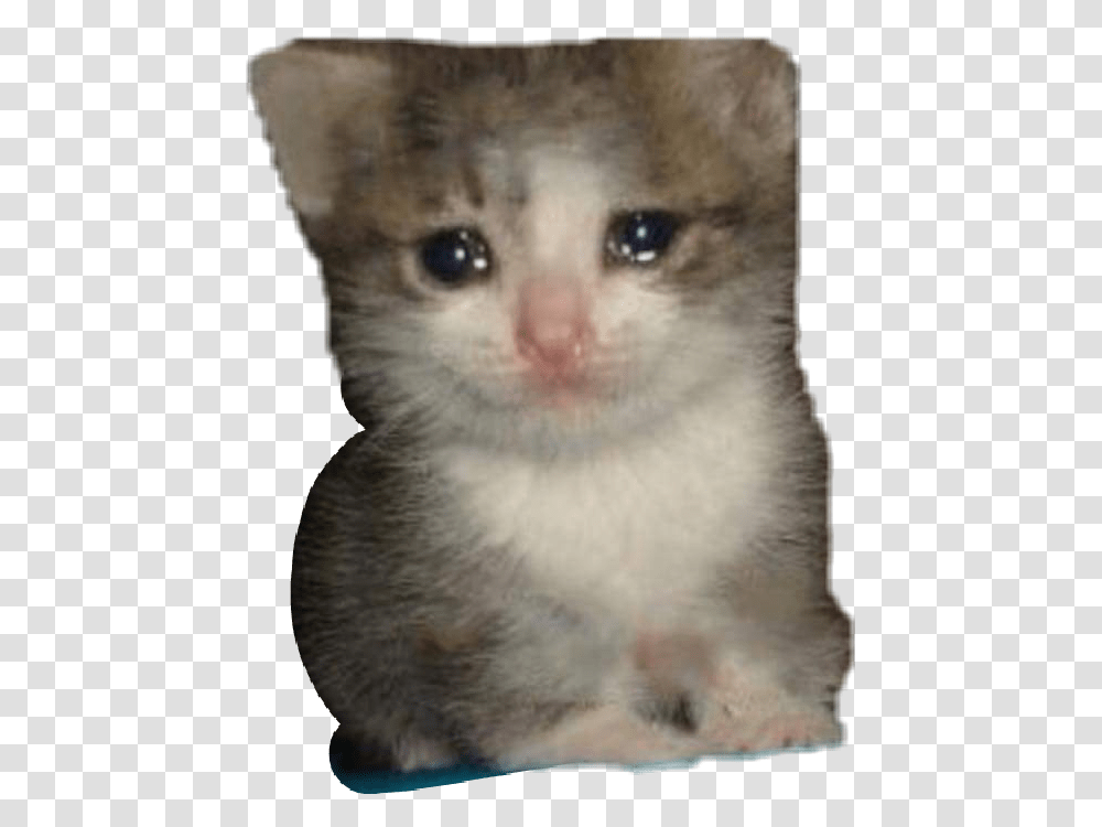 Meme Crying Kitty Cat Cute Dank Freetoedit Crying Cat Meme, Abyssinian, Pet, Mammal, Animal Transparent Png