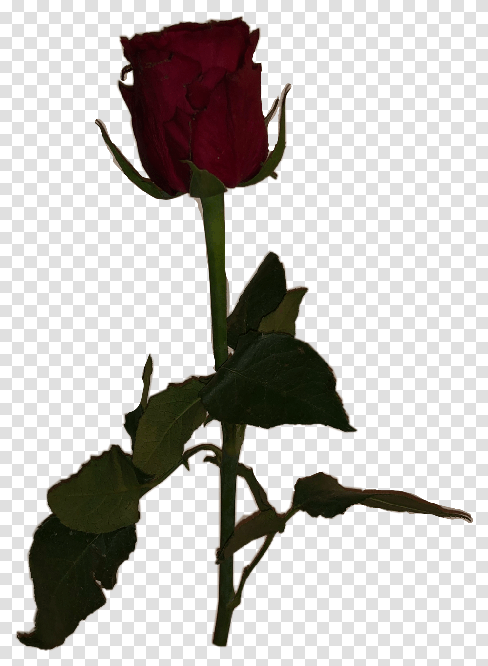 Meme Dead Rose Aesthetic Freetoedit Dead Rose, Flower Transparent Png