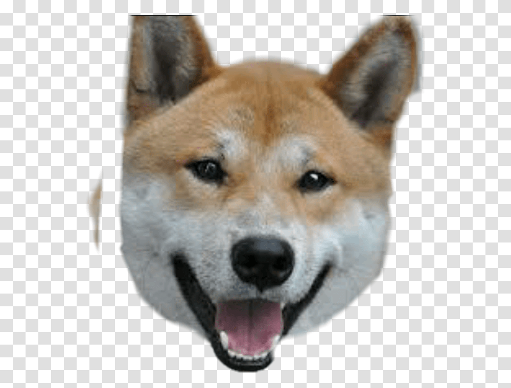 Meme Doge Happy Shibe, Husky, Pet, Canine, Animal Transparent Png
