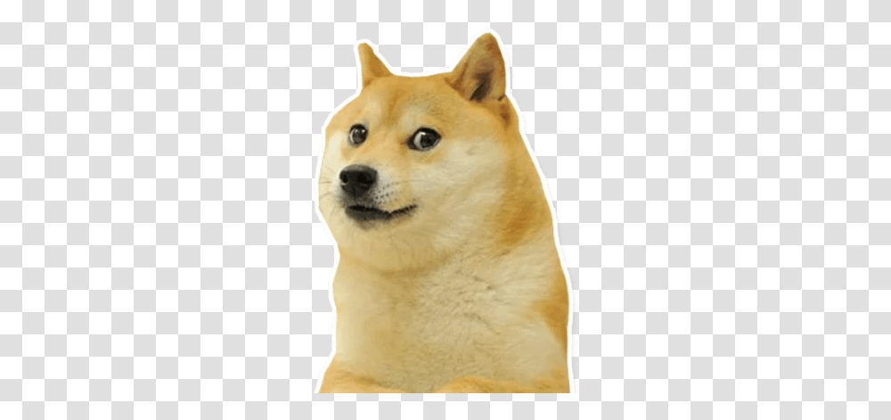 Meme Stickers Apps On Google Play Stickers Whatsapp Memes, Pet, Animal, Mammal, Dog Transparent Png